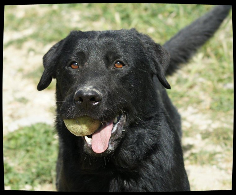 ASHTON - x labrador 2 ans - Spa de Marseille (13) 3178327799_1_38_E0ze9SNO