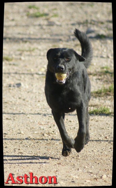 ASHTON - x labrador 2 ans - Spa de Marseille (13) 3201779285_1_18_2eiKehOj