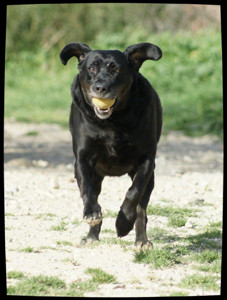 AVRIL - labrador 8 ans 1/2 - Spa de Marseille (13) 3213475387_1_20_d9TA6PPW