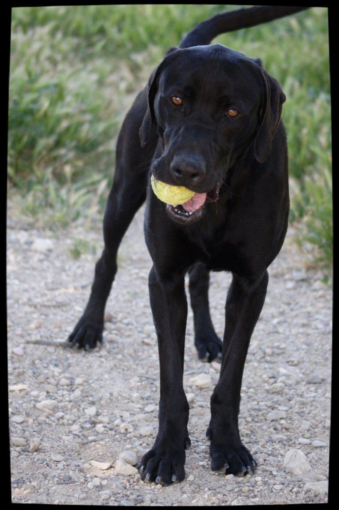 SHADOW - x labrador 2 ans - Spa de Marseille (13) 3218382281_1_17_tPRdqfYh