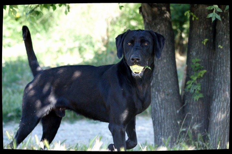 SHADOW - x labrador 2 ans - Spa de Marseille (13) 3218382281_1_19_iS6KNLGL