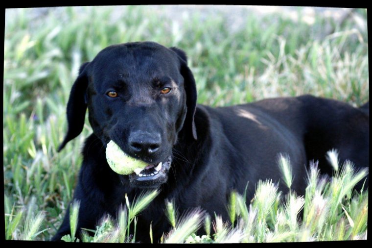 SHADOW - x labrador 2 ans - Spa de Marseille (13) 3218382281_1_21_jBWHubki