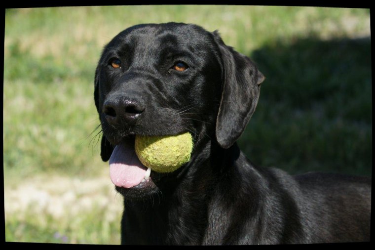 SHADOW - x labrador 2 ans - Spa de Marseille (13) 3218382281_1_23_jmP2sTBD