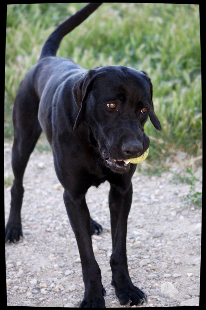 SHADOW - x labrador 2 ans - Spa de Marseille (13) 3218382281_1_25_8PMJHN4Y