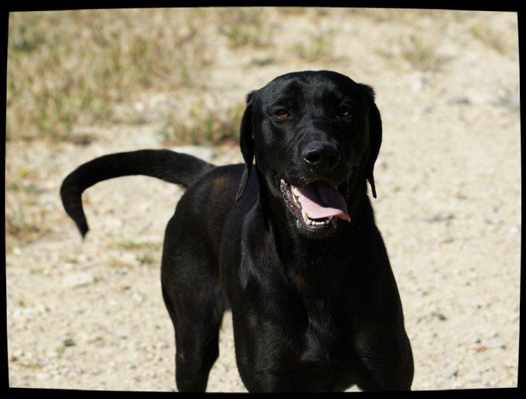 SHADOW - x labrador 2 ans - Spa de Marseille (13) 3218382281_1_27_tEtjEiu1