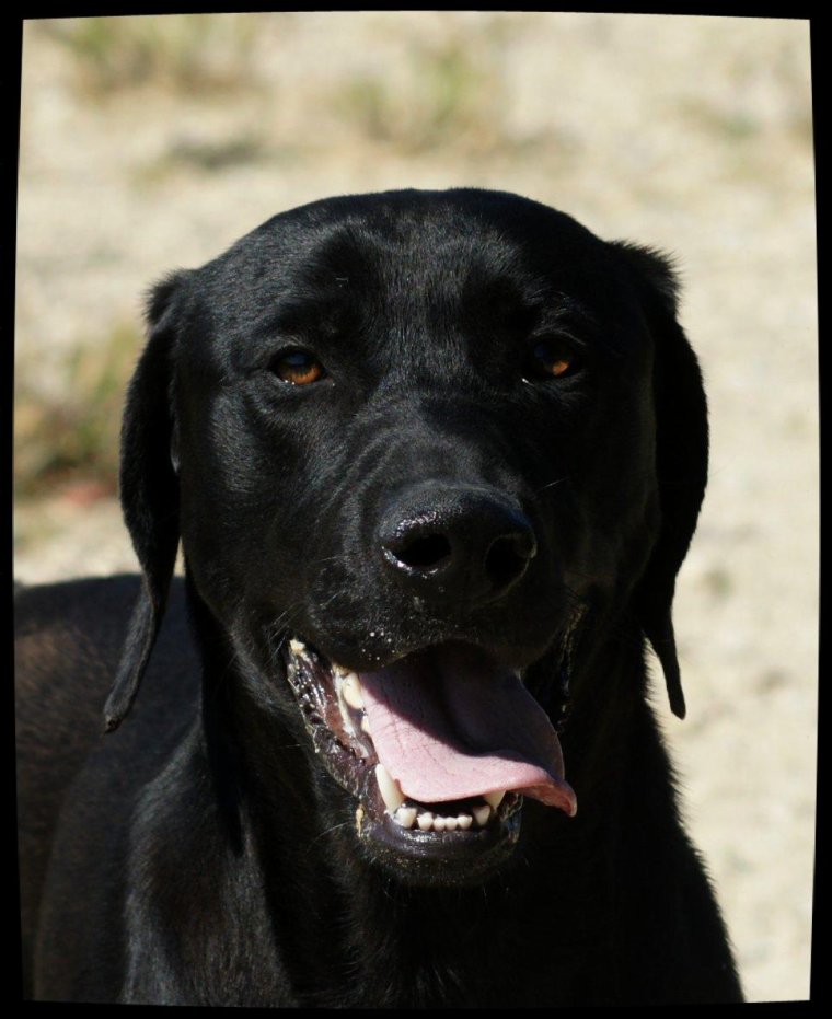 SHADOW - x labrador 2 ans - Spa de Marseille (13) 3218382281_1_29_D6YygVQj