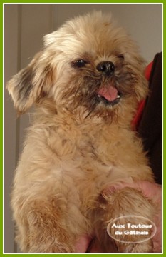 ENGY Shih Tzu femelle 7 ans Engy-shih-tzu