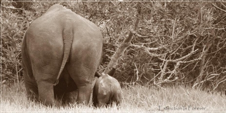 Contre le commerce de corne de rhinocéros Eb60181e47afb7a9f6c38bf292336893