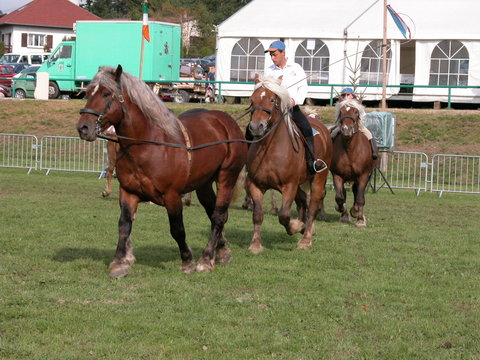 IGOR 'p'tit gars', ONC appaloosa-PS - Page 5 SprDSCN7368