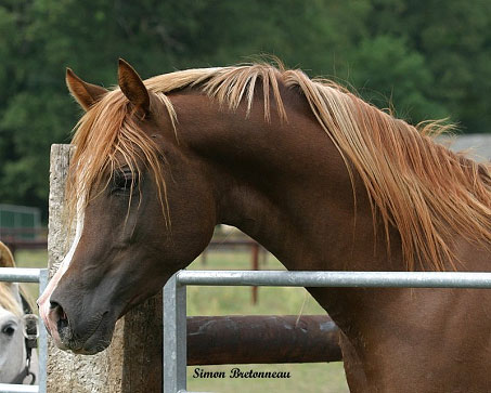 s'occuper d'un cheval pendant les vacances Actu017b