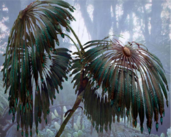 Warbonnet, Eyayu  Bellicum