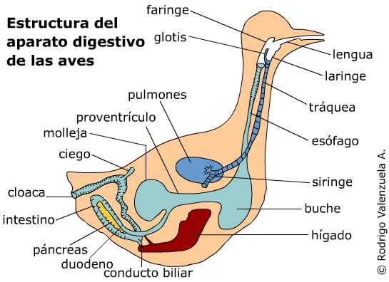 Sistema digestivo y alimentación Digestivo