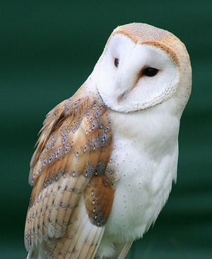 Eeylops owl emporium Barn_Owl-Tyto_alba_alba
