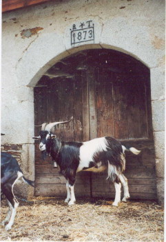 chèvre naine ou chèvre du rove ? Boucmassifcentral