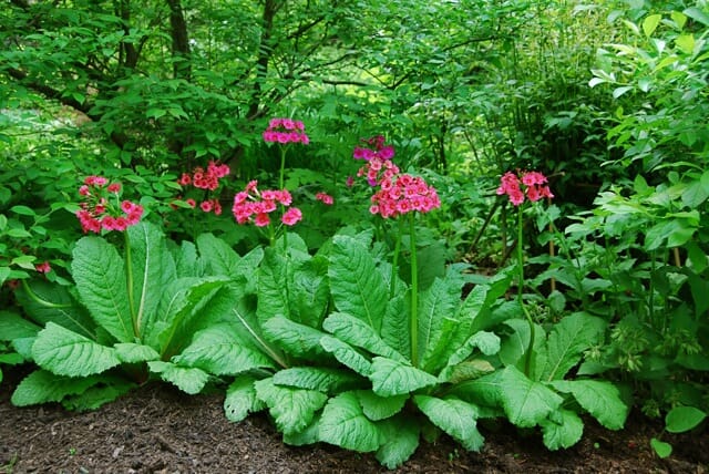 Semis de Primula - Page 6 Primula-japonica-grouping