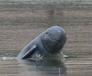 Sauvons les dauphins de Bornéo! Irrawaddy_dolphin_1_361870