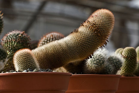 Plantes coquines Cactus2