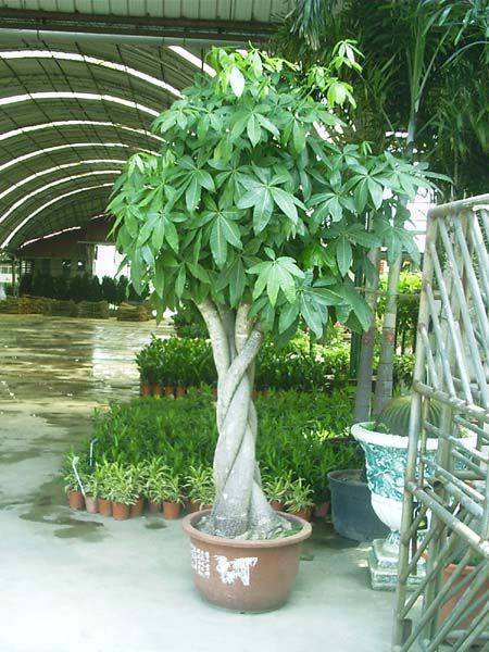 Plante tropicale Pachira_macrocarpa_05