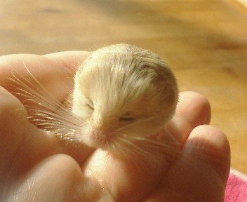 Baby Animals (Fotos) Pygmy-jerboa1