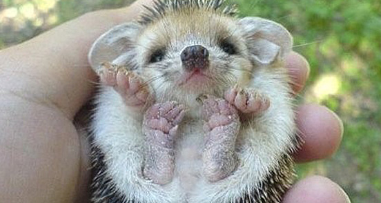 Baby Animals (Fotos) Hedgehog