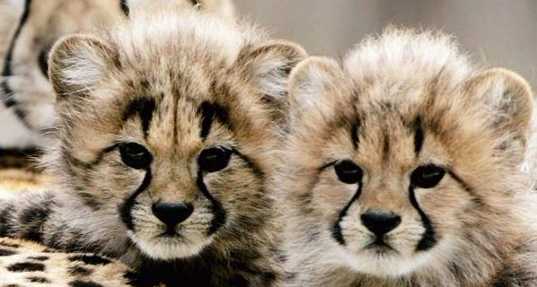 Les macs de la mignonnitude du règne animal - Page 2 Cheetah-cubs