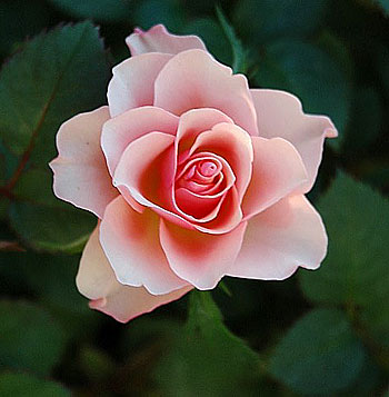 دست میکشم... سروده ی فرزانه شیدا Rose2