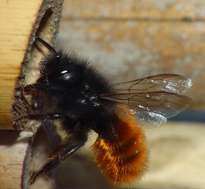 abeilles +++ (resolu) Osmia_cornuta-01