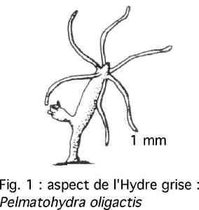 [RESOLU] Apparition d'un parasite (?) étrange dans mon bac 793072600