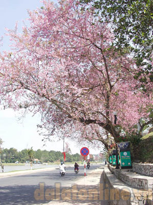 100 cây mai anh đào triển lãm tại công viên hoa dịp Festival hoa Images715732_xh