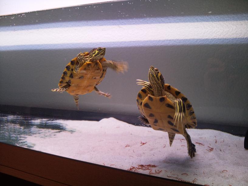 Nouvel aquarium, nouvelles tortues ! Photo0168bis