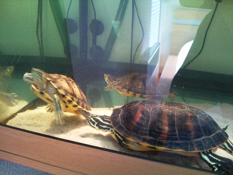 Nouvel aquarium, nouvelles tortues ! - Page 2 Photo0202bis