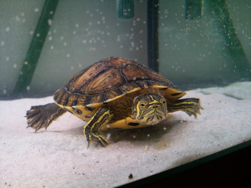 Nouvel aquarium, nouvelles tortues ! - Page 2 Photo0222bis