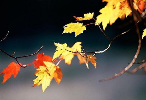 NOVEMBRE IN BUONGIORNO Coloriautunno00a