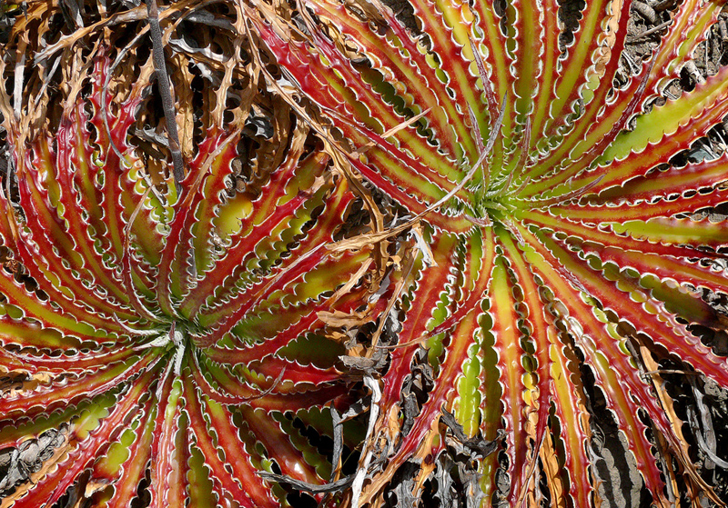 Bromeliacées chez lavandula 2017 à 2024 - Page 23 Hechtia-texensis2