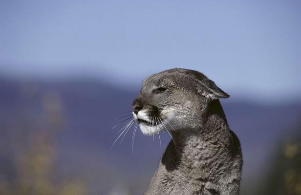 Les pumas (couguars) ont officiellement disparu Cougar