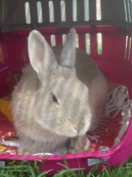 Pquito [Adoptable sous conditions], lapin, mle Paquito