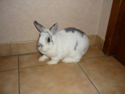 cc je cherche lapin 111017020541781928914432