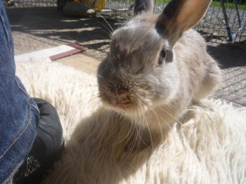 Pquito [Adoptable sous conditions], lapin, mle Lapinnomadefinir-lapin-100405044852781925772785