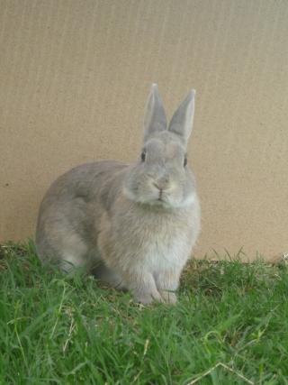 Pquito [Adoptable sous conditions], lapin, mle Paquito-lapin-l2010-04-05-1354-paquitoo