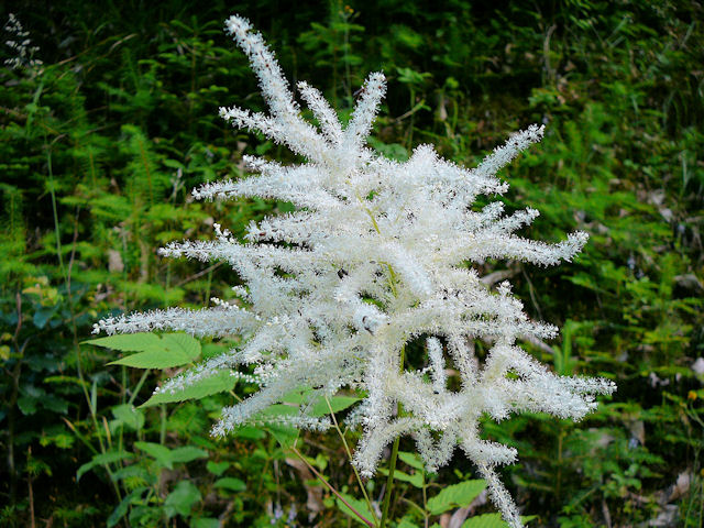 BARBE-DE-BOUC (fleur) P1140709fleur_20090604