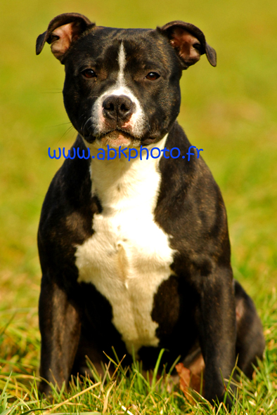 [RETROUVE!] URGENT Staffy vol hier en Savoie Staffy_vole_20090324