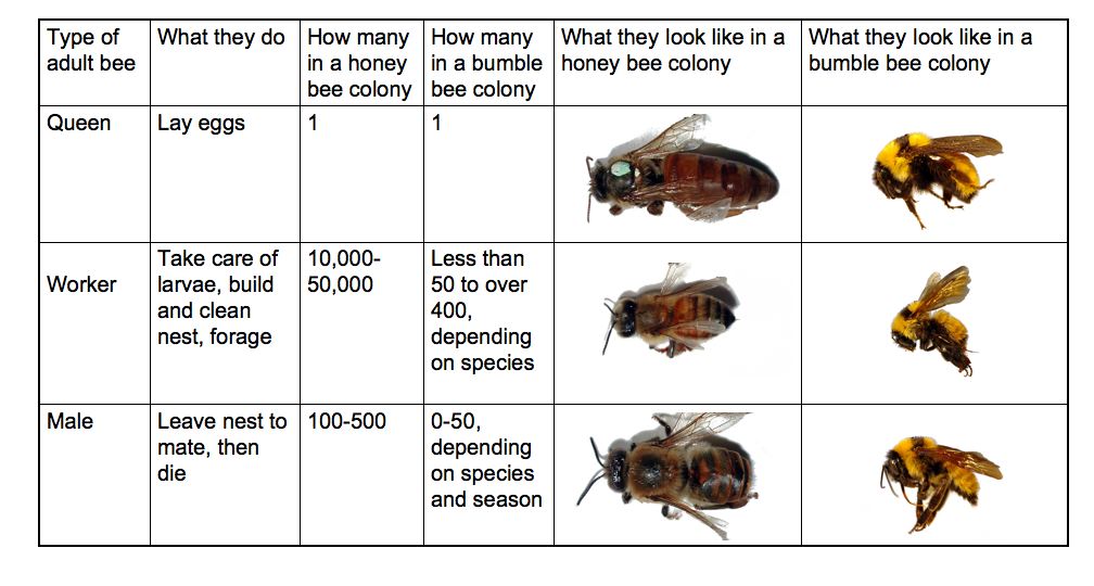 Help the Honey Bees - Page 2 Bee%20castes