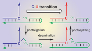 Le soleil et les changements terrestres. DNA%20UV%20mutation