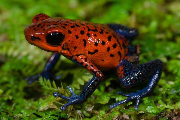 "Dendrómetro": Guía de vivarios, según la especie. Oophaga_pumilio_10_1ug10_1a