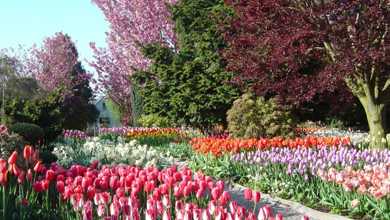 زهرة الرومانسية  Tulip%20Flower%20Festival%20-%20Skagit%20County%20Washington