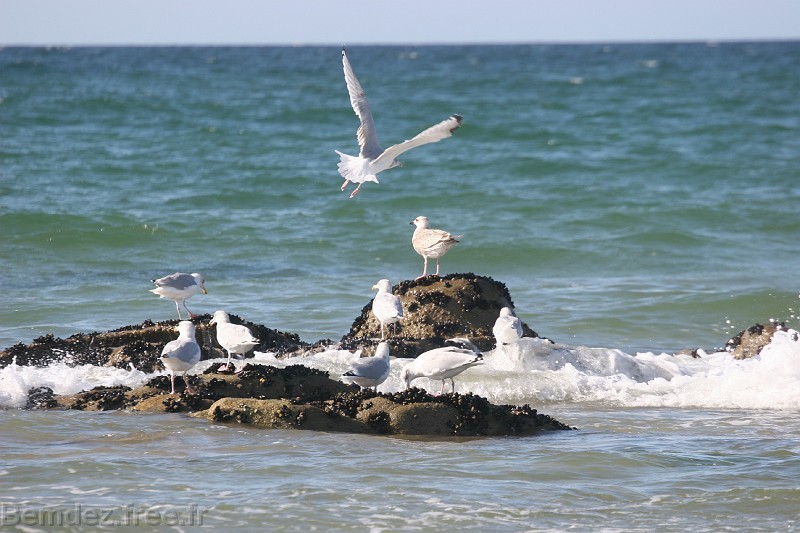 Les mouettes rament aux charnières des vagues Images_de_bretagne%20(364)