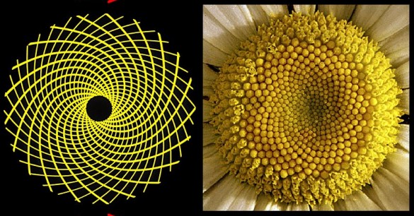 Sunflower Patterns Reveal Complex Mathematical Patterns – Fibonacci “Super Sequences” The-Numbers-of-Fibonacci-and-Nature-2-585x306