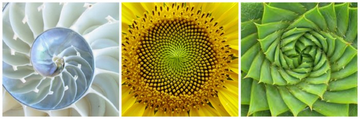 Sunflower Patterns Reveal Complex Mathematical Patterns – Fibonacci “Super Sequences” Picmonkey-collage-e1464156590238