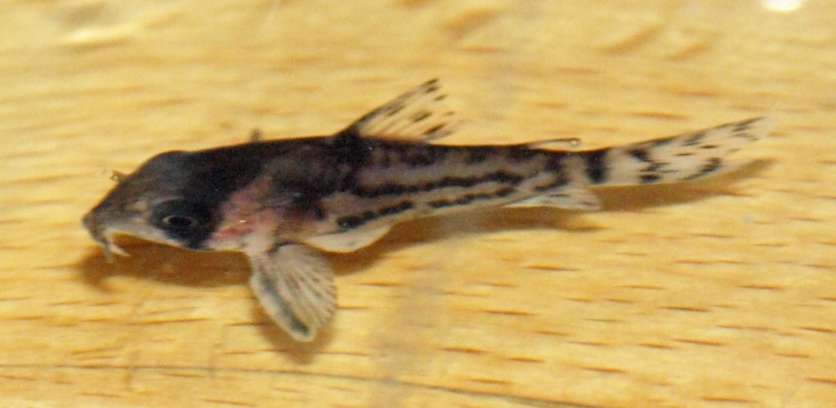 Corydoras : symptômes isolés Corydoras03