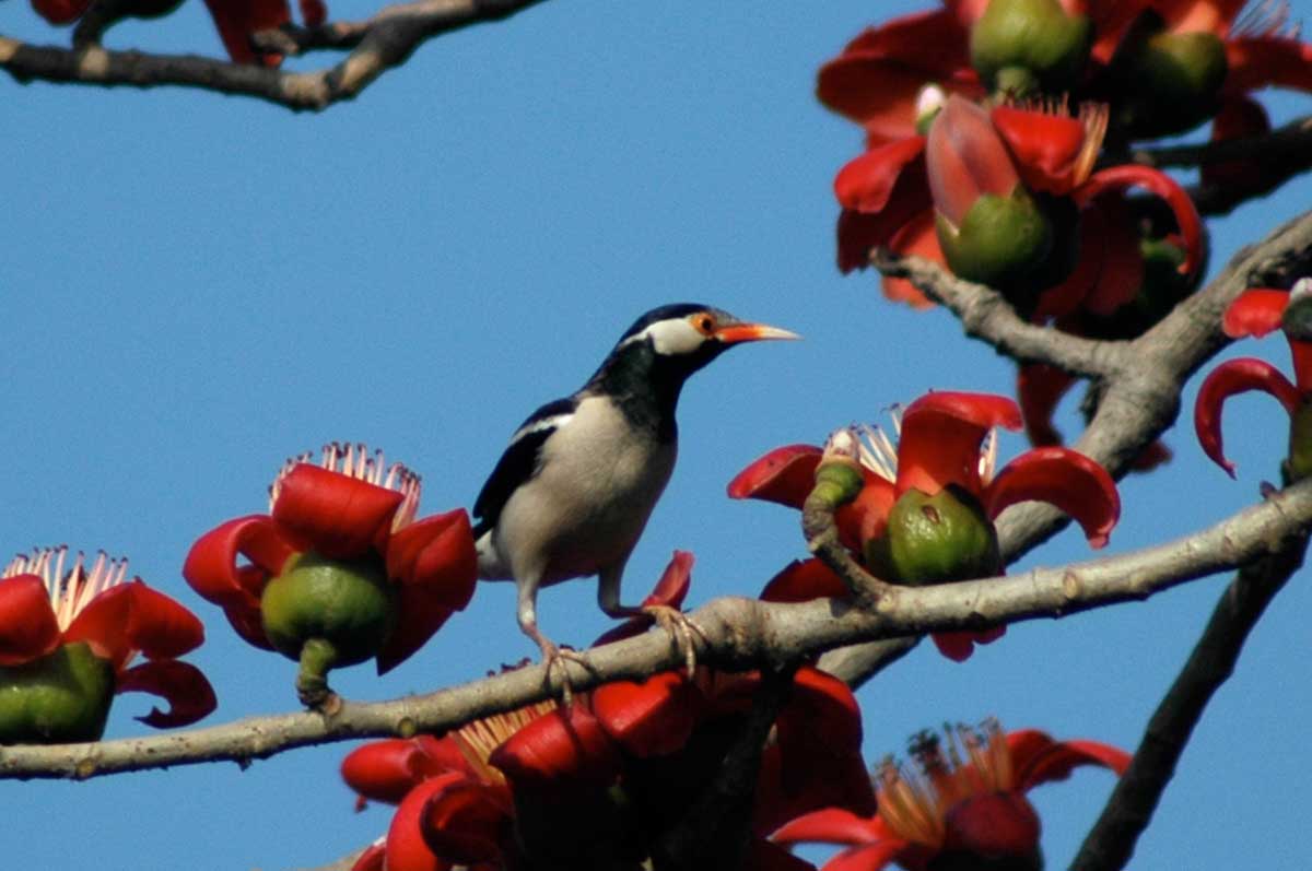 Paj Nroj, Paj Ntoo Pied_starling_2009